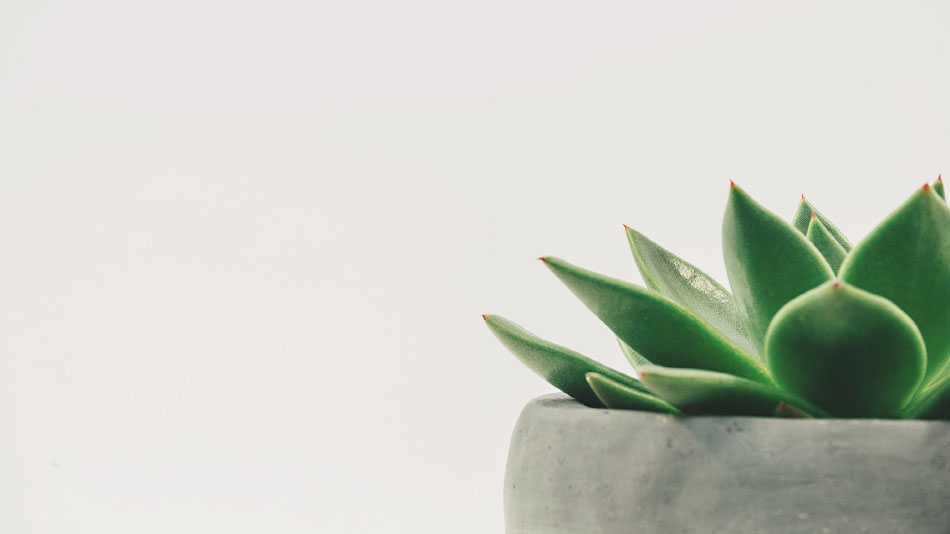 “What is Attachment?” In Relation to “Minimalism” Documentary